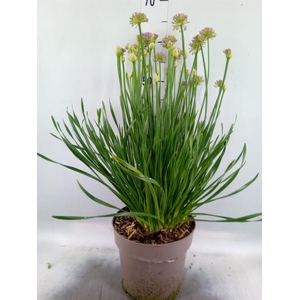 Allium  'Millenium'