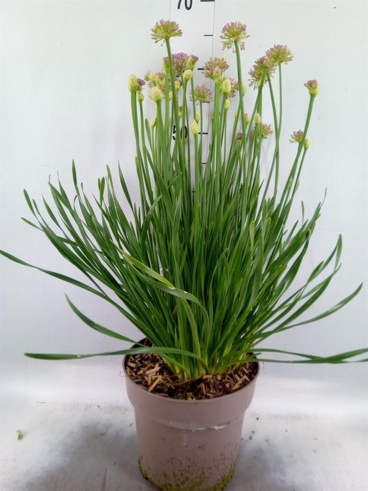 <h4>Allium  'Millenium'</h4>