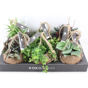arr3 Kokoplant - Smit collection mix x6