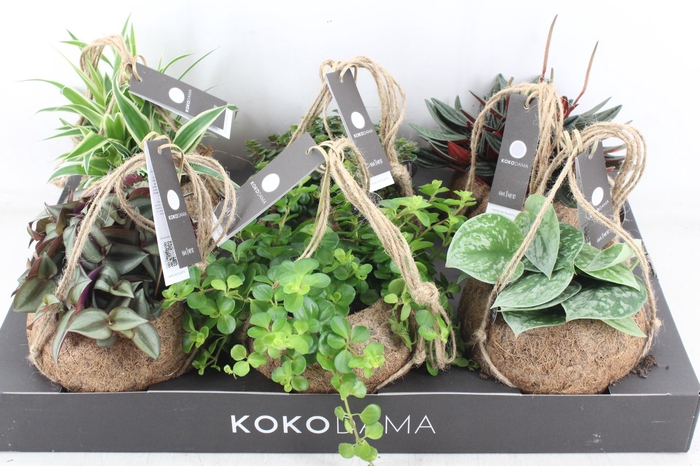 <h4>arr3 Kokoplant - Smit collection mix x6</h4>