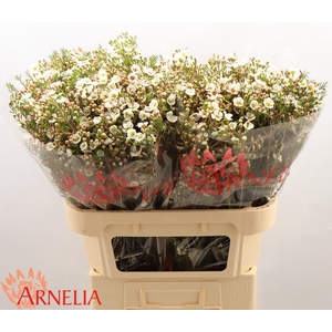 Chamelaucium Janelle
