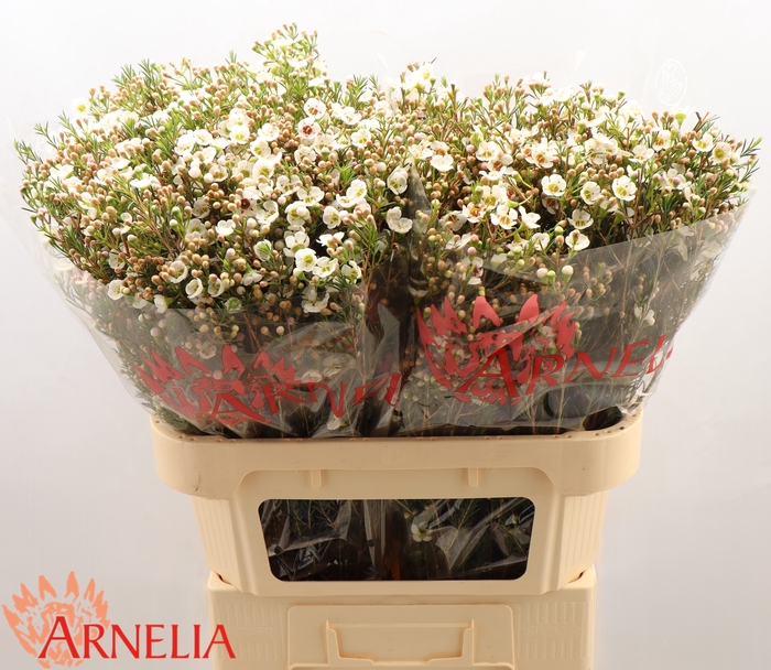 <h4>Chamelaucium Janelle</h4>