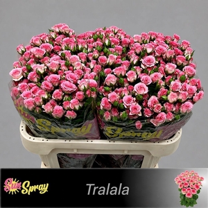 R TR TRALALA