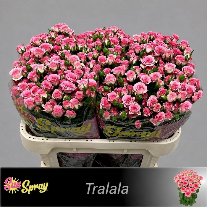 <h4>R TR TRALALA</h4>