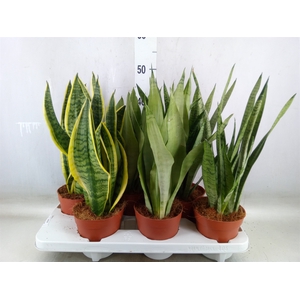 Sansevieria trifa.   ...