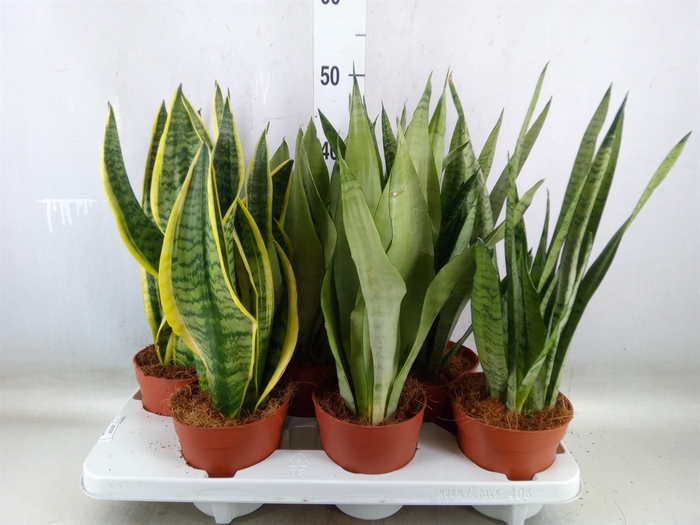 Sansevieria trifa.   ...