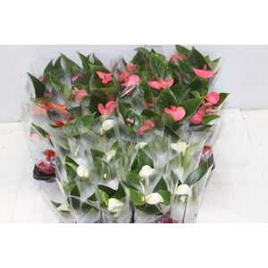 ANTHURIUM VARIADO P06