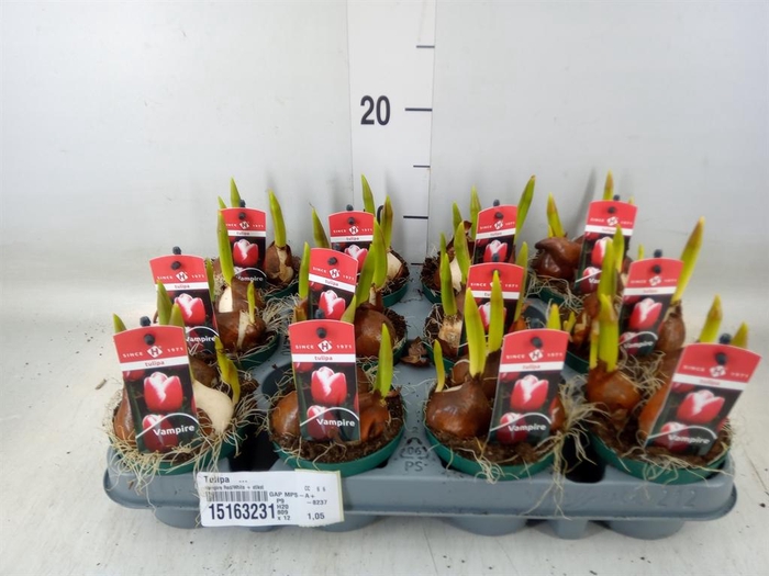 <h4>Tulipa   ...</h4>