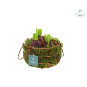 Mand metaal rond Small met Hyacinthus