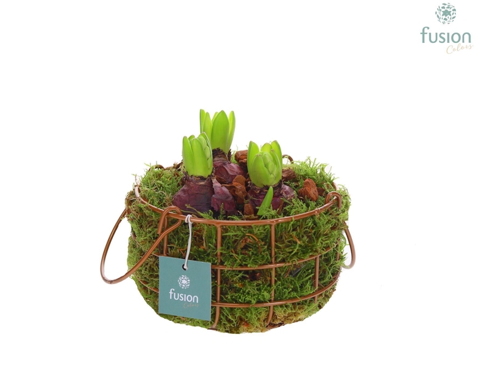 <h4>Mand metaal rond Small met Hyacinthus</h4>