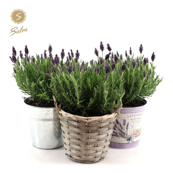 <h4>Lavandula st. 'Anouk'® Collection P15 in Added Value Mix</h4>