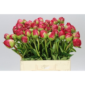 Paeonia Command Performance Ex