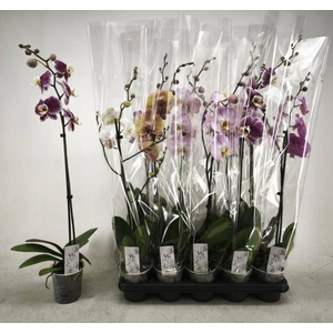 PHAL GEM