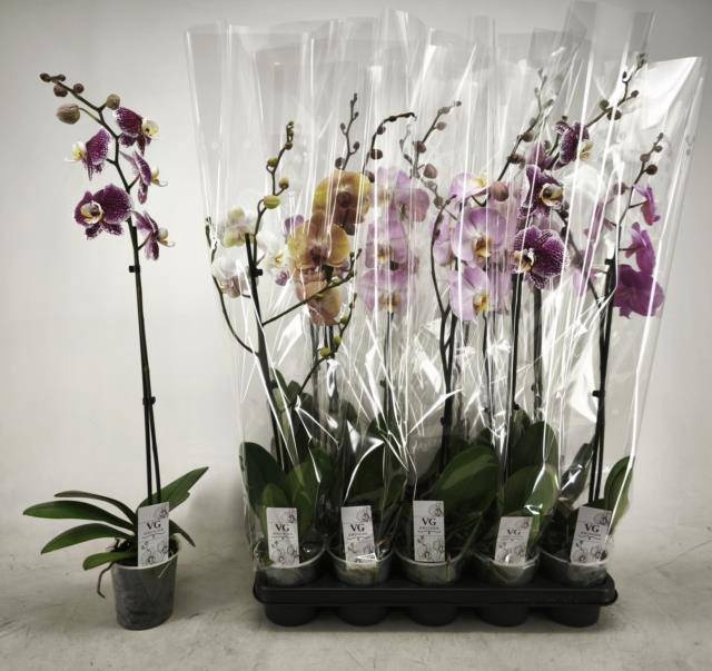 <h4>PHAL GEM</h4>