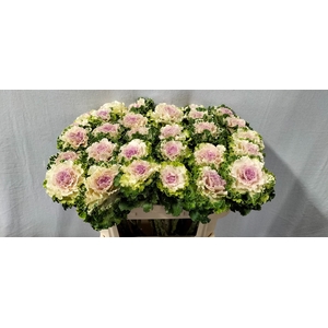 BRASS CRANE RU BICOL