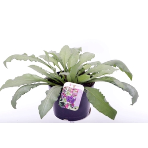 Pulmonaria longifolia Diana Clare