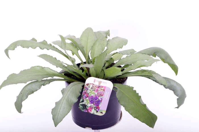 <h4>Pulmonaria longifolia Diana Clare</h4>