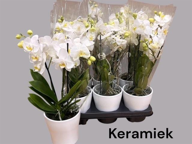 <h4>ARR PHALA MT 14+</h4>