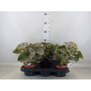 Begonia BD   ...