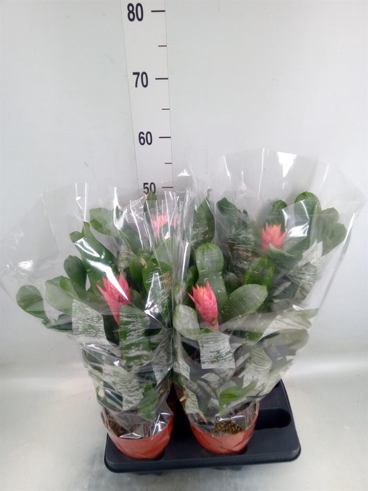 <h4>Aechmea ...</h4>