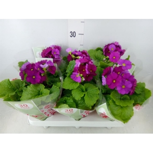 Primula obcon. 'Touch Me Red'