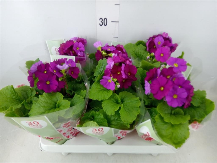 <h4>Primula obcon. 'Touch Me Red'</h4>