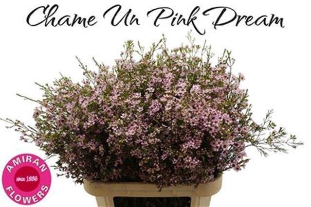 <h4>CHAME UN PINK DREAM</h4>