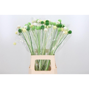 Craspedia Kl Bh Groen Mix