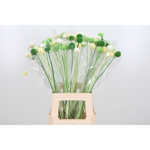 Craspedia Kl Bh Groen