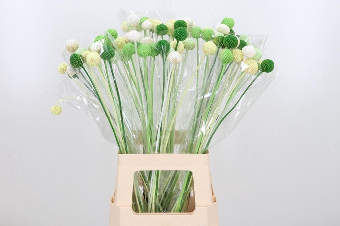 <h4>Craspedia Kl Bh Groen Mix</h4>