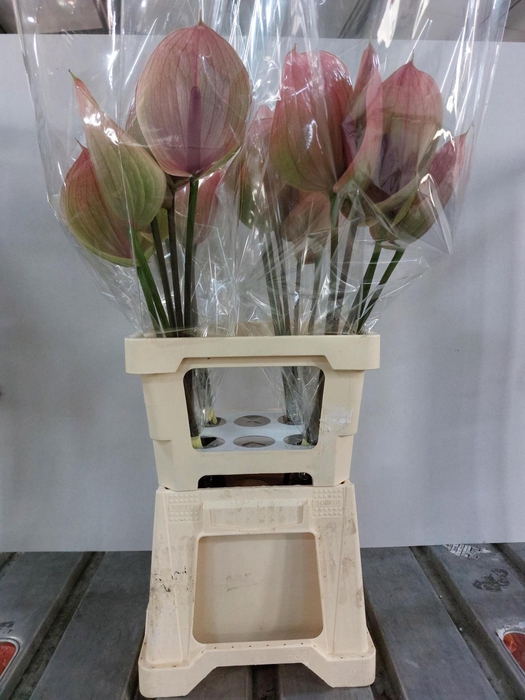 <h4>Anthurium Peruzzi</h4>