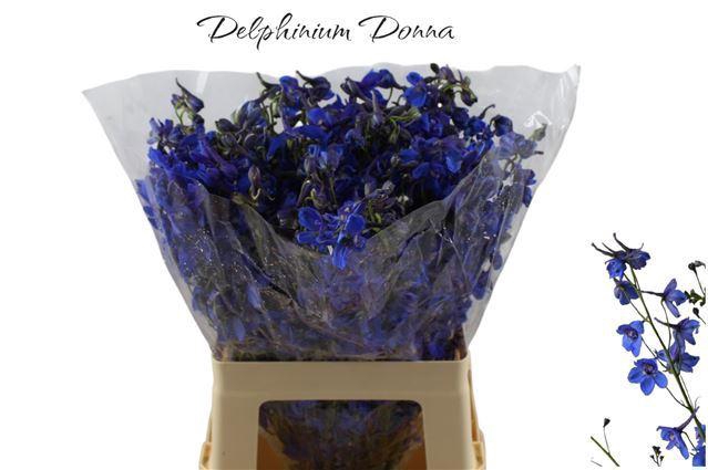 <h4>DELPH EN DONNA</h4>