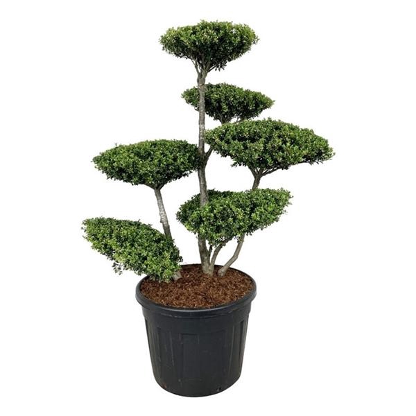 <h4>Ilex crenata</h4>