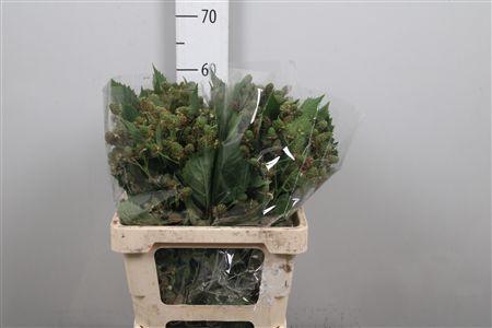 <h4>Rubus Fr Chester</h4>