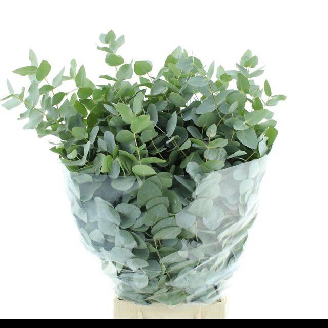 <h4>EUCA CINEREA LONG 200GRAMS ALBENGA</h4>