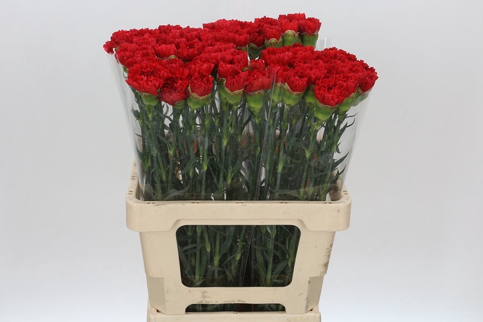 <h4>Dianthus St Arona</h4>