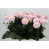 Dahlia Esli