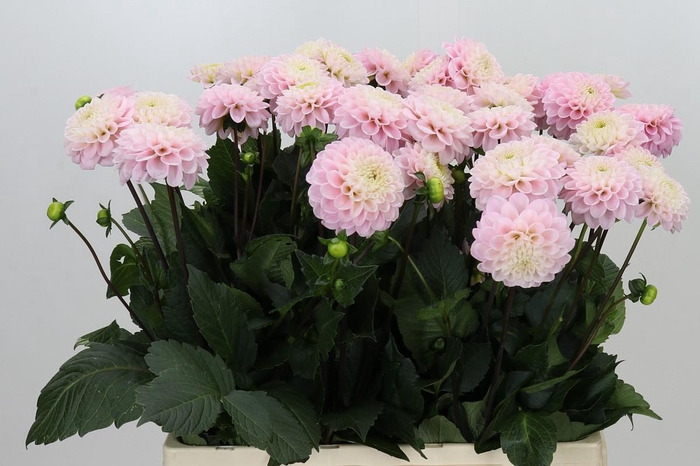 Dahlia Esli