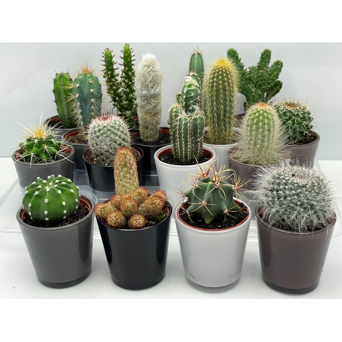 <h4>CACTUS GEM</h4>