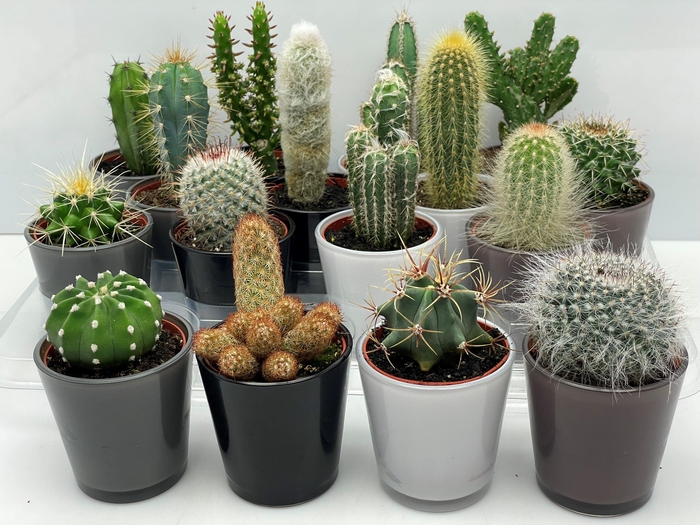 CACTUS GEM