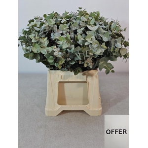 EUC CINEREA PB