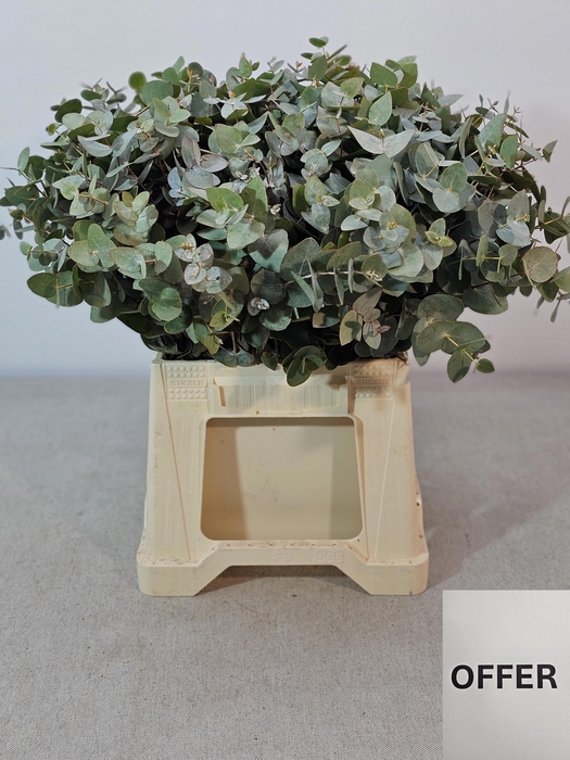 <h4>EUC CINEREA PB</h4>