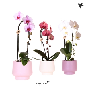 Kolibri Orchids Cascade Niagara fall mix 1 spike in Scandic pot pink mix