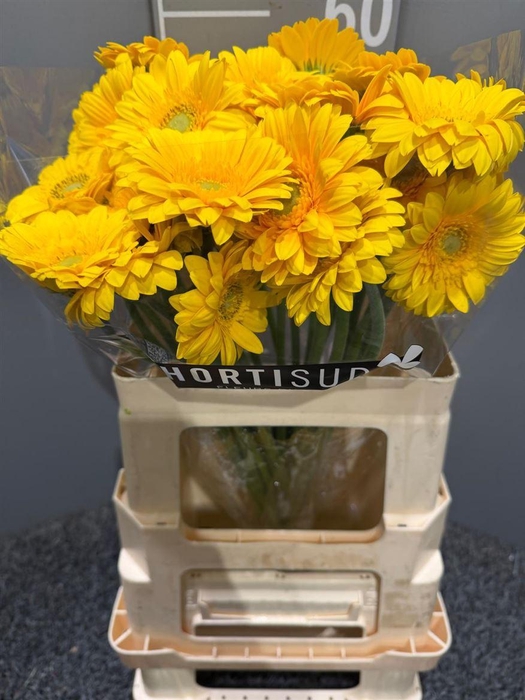 <h4>GE MI ILLIOS</h4>