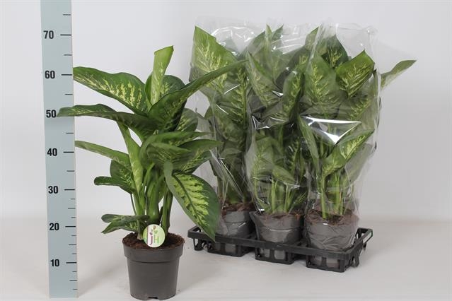 Dieffenbachia seg. Reeva 17Ø 65cm