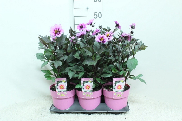 <h4>Dahlia  'Mignon'</h4>