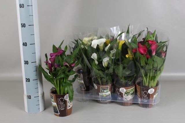 <h4>ZANT GEM 6 KL</h4>