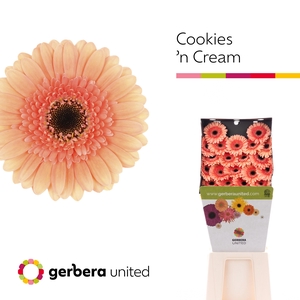 Germini Cookies n Cream Diamond