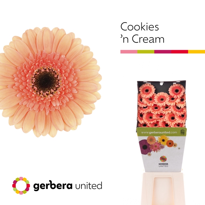 <h4>Germini Cookies n Cream Diamond</h4>