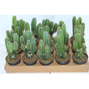 CACTUS ACANTHOCEREUS TETRAGONUS P09